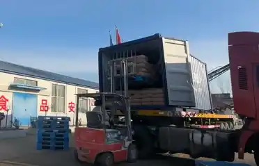 Компания Qinhuangdao Tongyou Potato Industry отправила 10 контейнеров экспортного крахмала из сладкого картофеля в Южную Корею